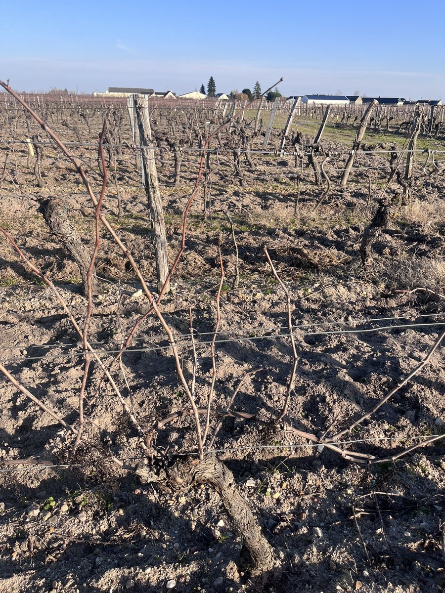 GuillDelanoue's tweet photo. Un petit #threadviti spéciale taille de la vigne bientôt ?
#FrAgTw https://t.co/L9PHbIqwSp