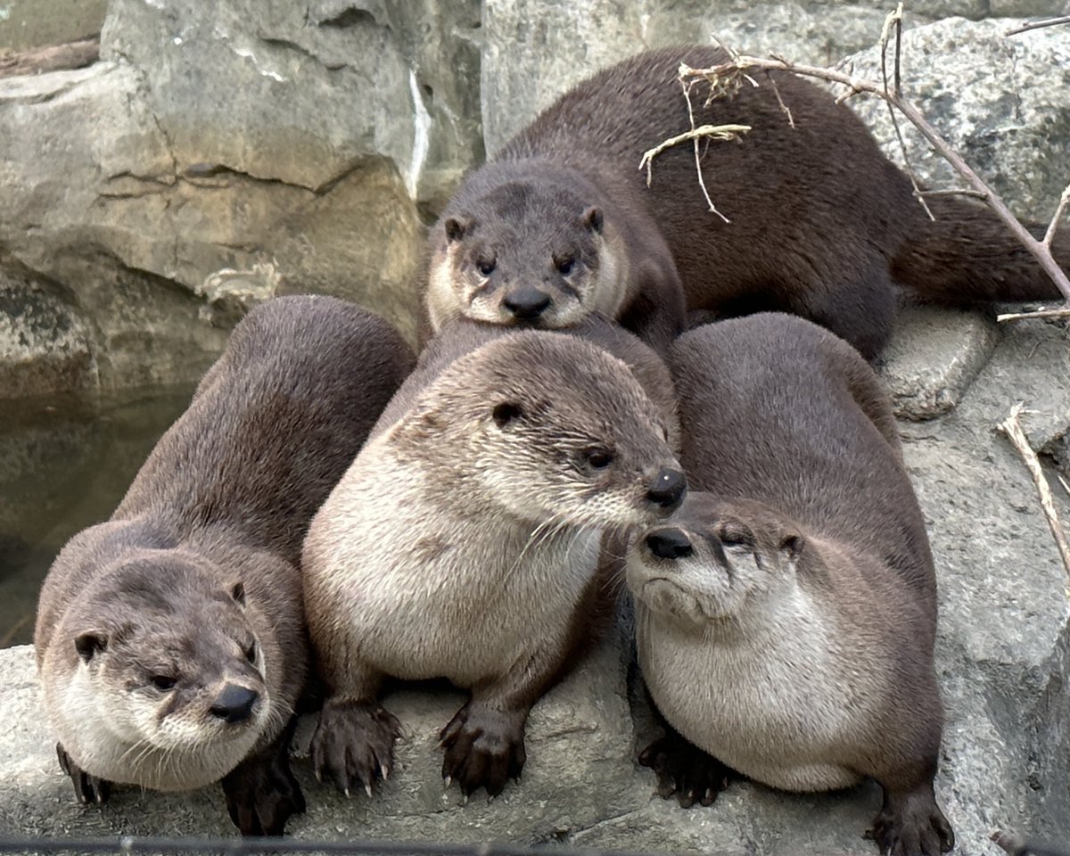 Zoo New England On Twitter Happy 1st Birthday To These Rascals While zoo-new-england-on-twitter-happy-1st-birthday-to-these-rascals-while