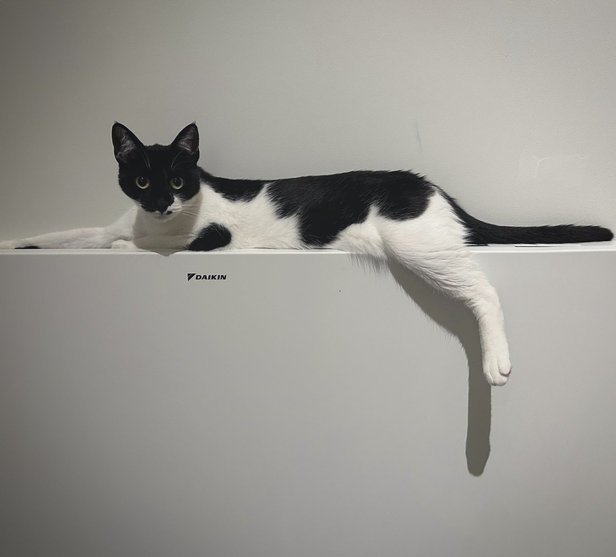 conhare's tweet image. Draw me like one of your French girls.