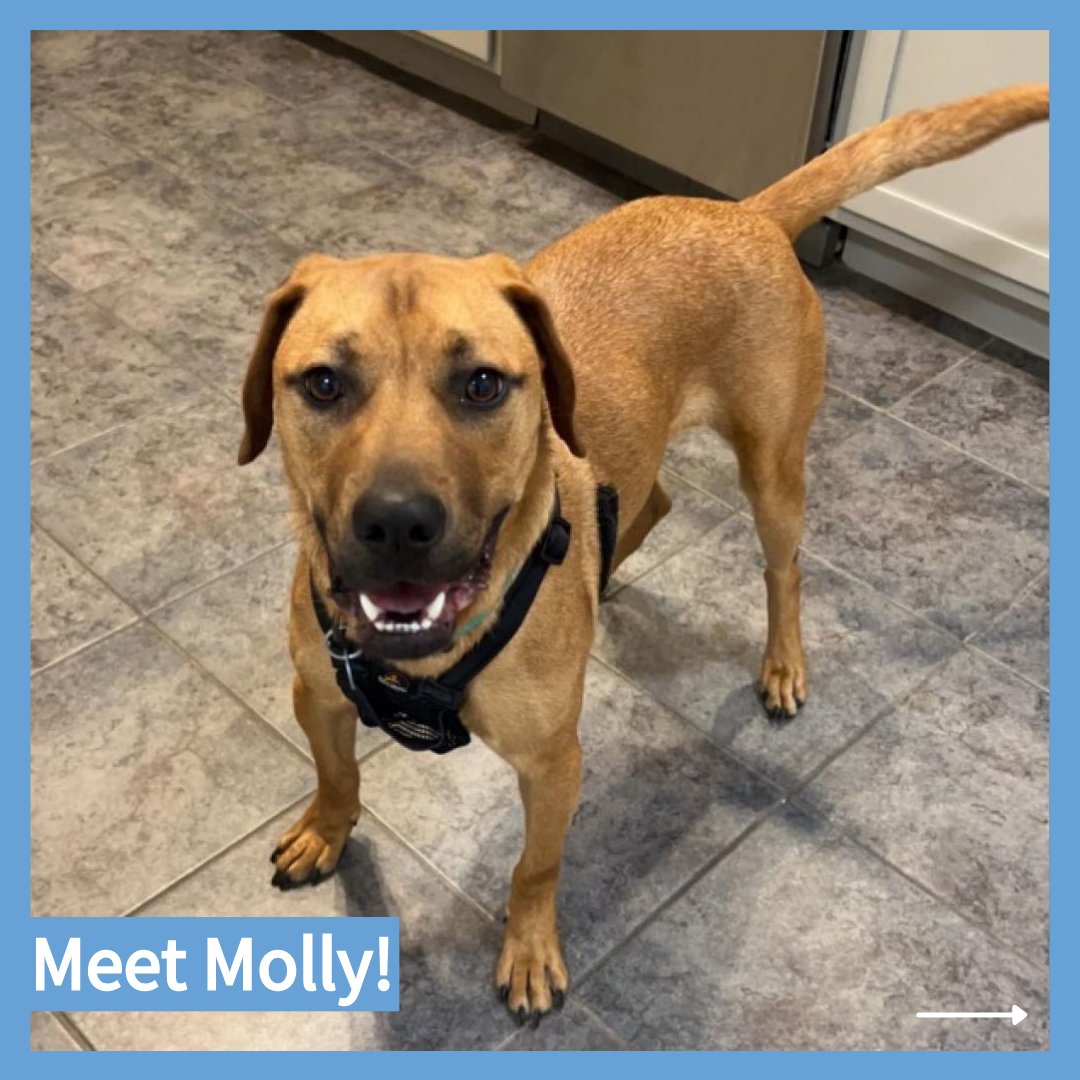 CityDogsRescue's tweet photo. Meet adoptable Molly! Molly is the total package:

Smart ✅
Playful ✅✅
Affectionate ✅✅

Does Molly sound like the perfect companion for you? Apply to adopt her today: https://t.co/LimqDUOud8

#DCDogs #DogsofDC #AdoptMolly #LabHoundMix https://t.co/Fkb543X6oZ