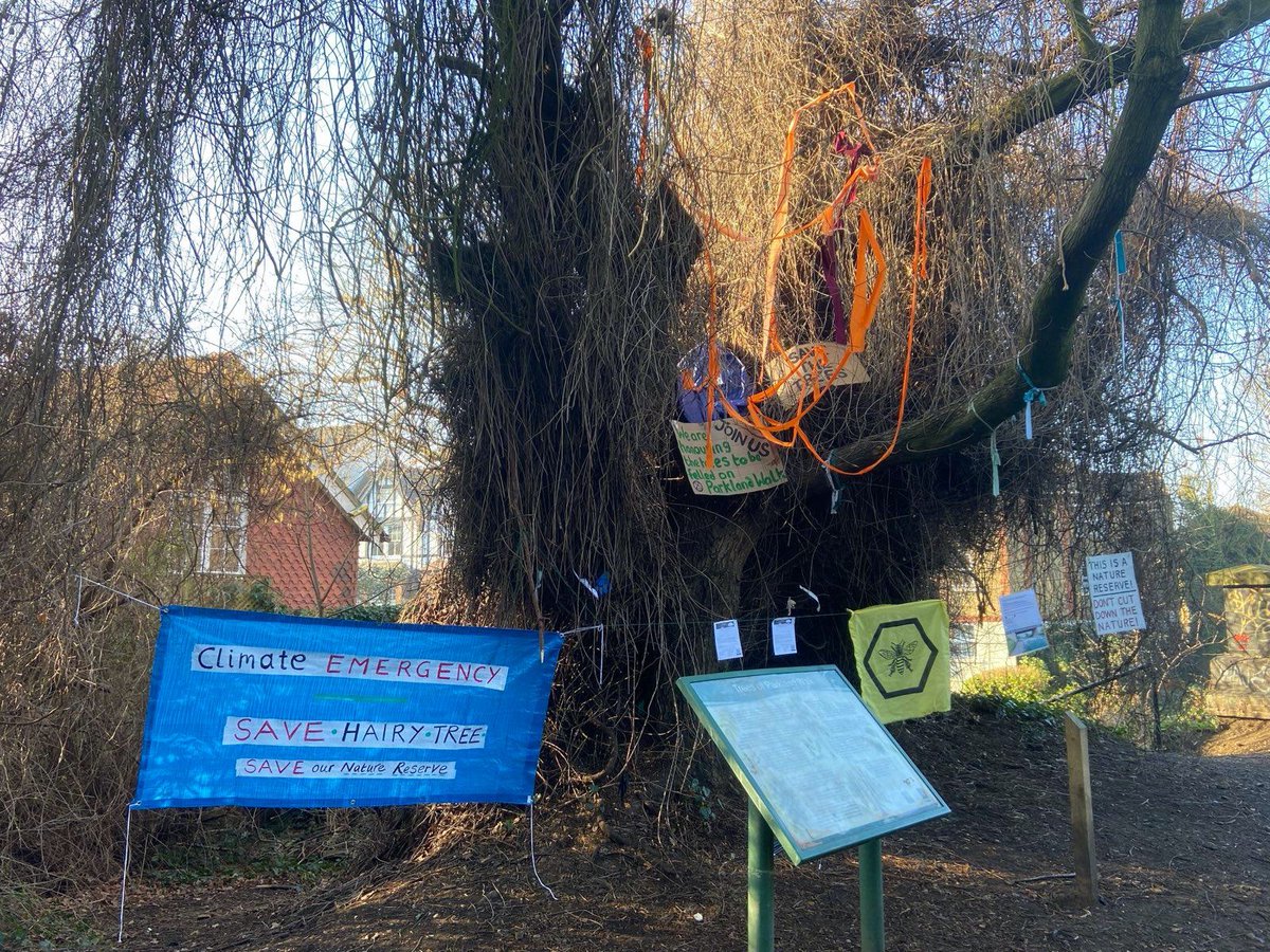 Felling began this week on the Parkland Walk. Nesting season starts early in the climate crisis. When will nature be respected instead of concrete? We are not being listened to, asking for nature and wildlife to be put first. @WoodlandTrust  <a href="/haringeycouncil/">Haringey Council</a>  <a href="/CatherineWest1/">Catherine West</a>