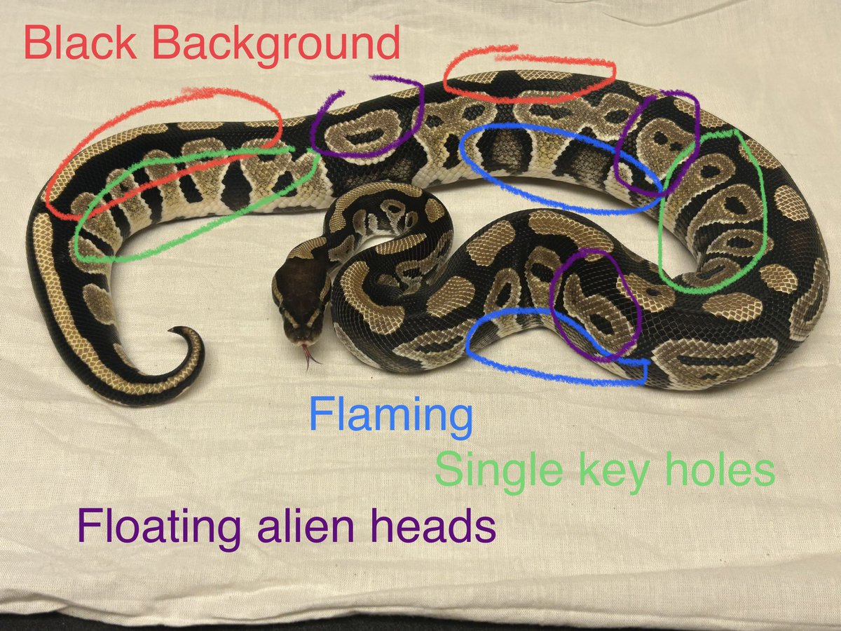 Wreckingpythons's tweet image. Mystic is one of the dark morphs in the Bel complex. Someone asked me how to identify mystic. This is what I have learned about identifying mystics.