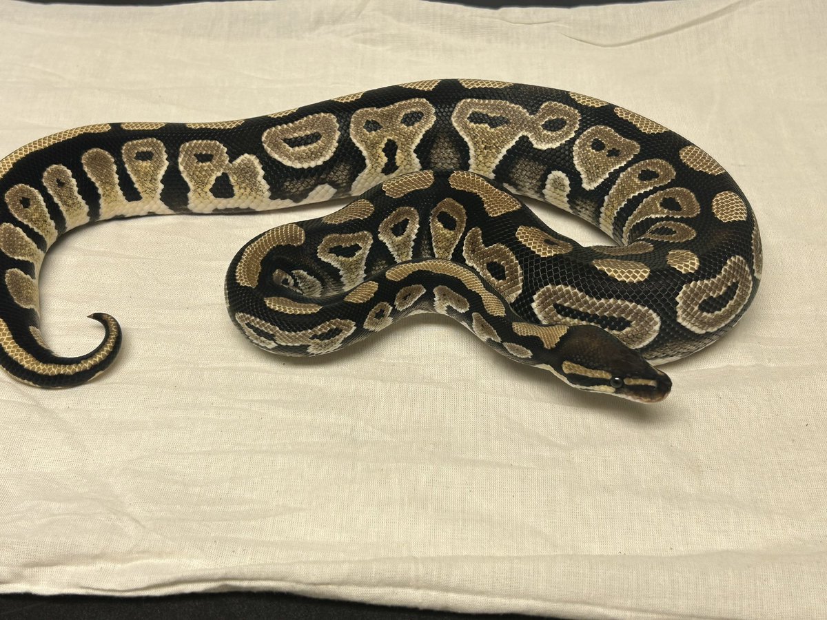 Wreckingpythons's tweet image. Mystic is one of the dark morphs in the Bel complex. Someone asked me how to identify mystic. This is what I have learned about identifying mystics.