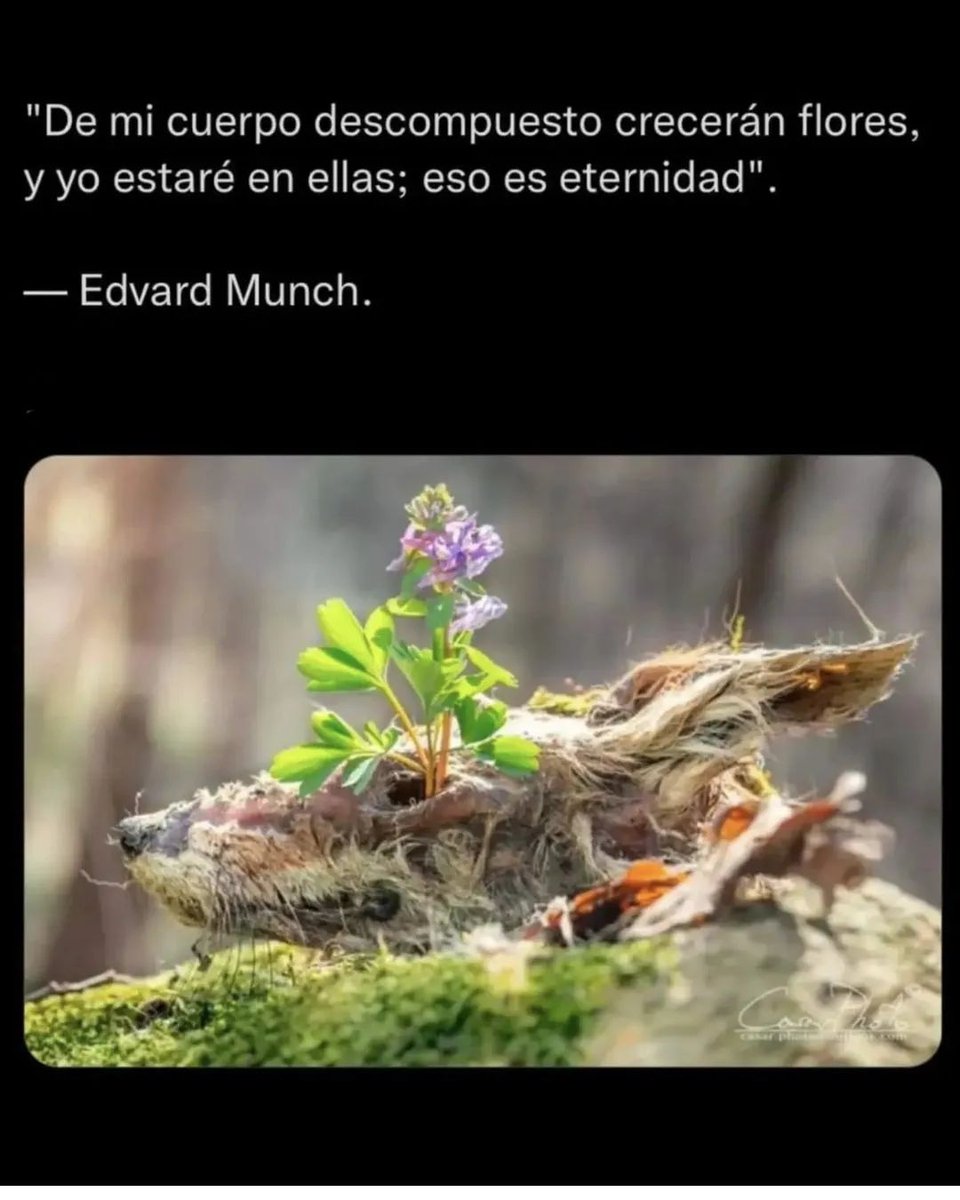 MioPlanet's tweet image. #flowers will grow from my #decomposed #body and I will be in them, that is #eternity.