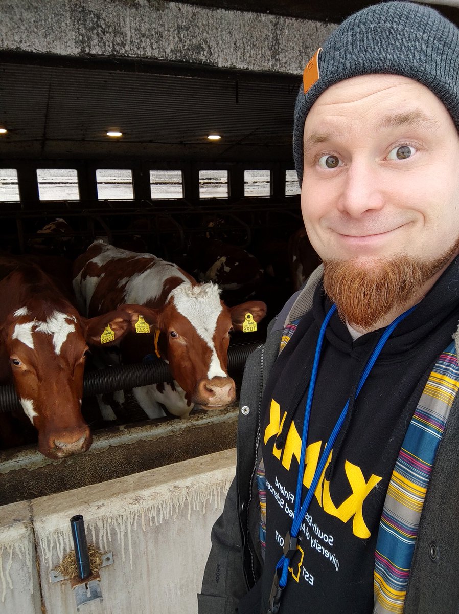 Sorpetti's tweet photo. Kaksi lehmää ja pässi. #FarmEnergy @xamkfi https://t.co/DN6f91emfr