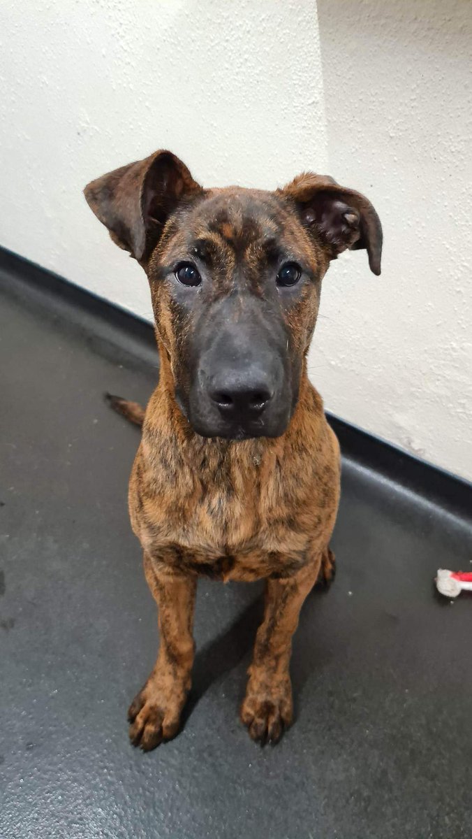 Urgent, please share to help this stray dog find a home  or safe rescue space #SHEFFIELD 

Aged less than one year, now in the council kennels where she is stressed. She will need basic training.

DETAILS 👇
ineedahome.co.uk/dogs/13264-lar…
☎️01142726758
#dogs