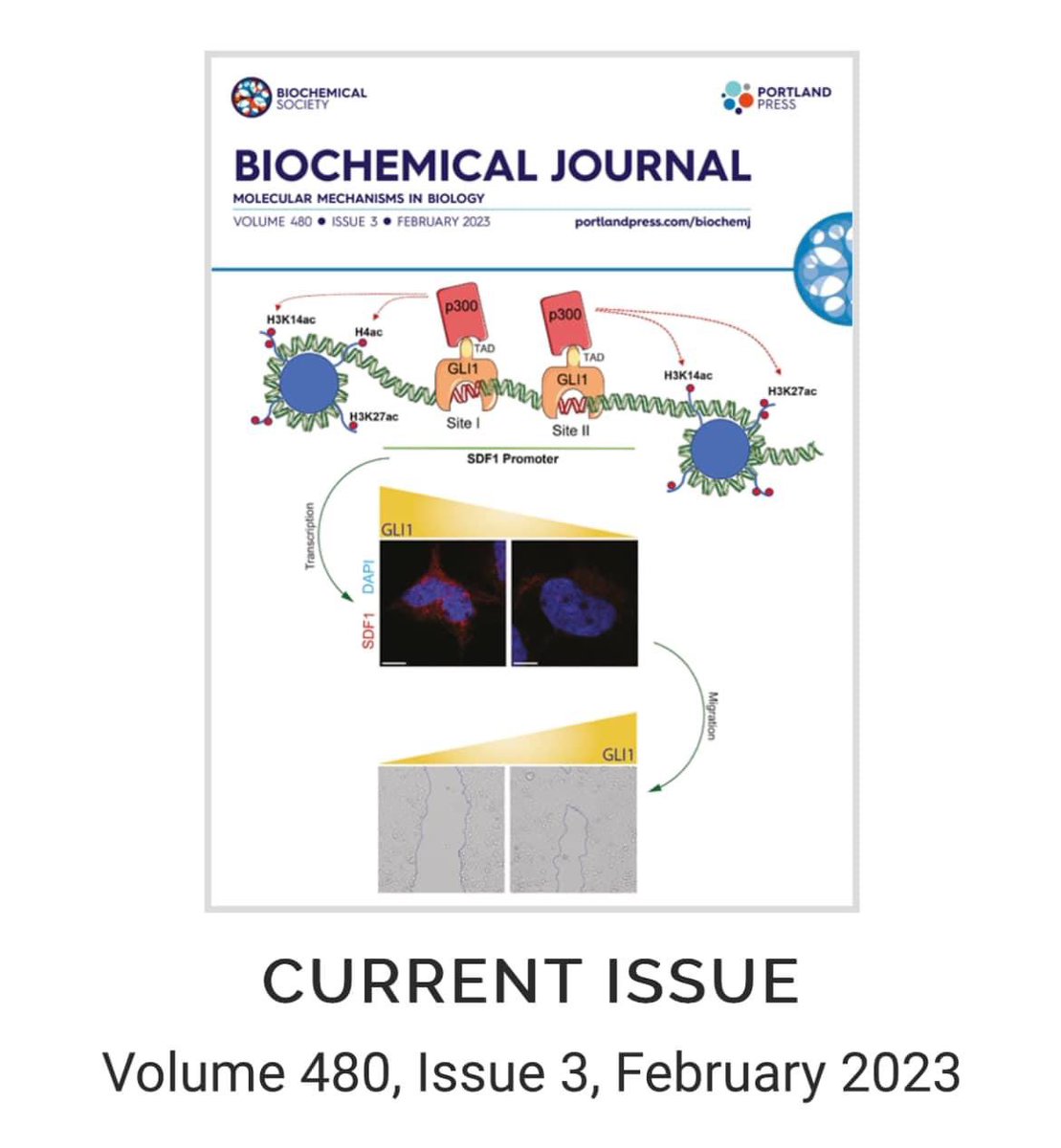 Our latest research is on the cover of <a href="/Biochem_Journal/">Biochemical Journal</a>!
