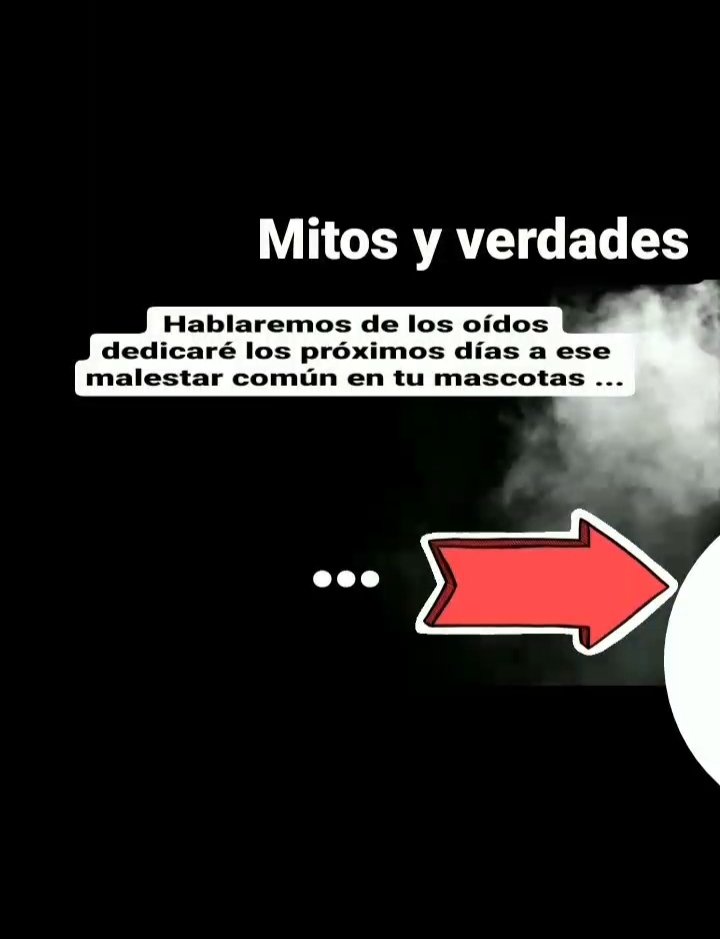 VeteriDomicilio's tweet photo. Próximamente atentos. En @veterinariodomiciliomerida Instagram hablaremos de los oídos de mascotas y la otitis. Mitos, atención temprana y tardía. https://t.co/DiFPh3hdLD