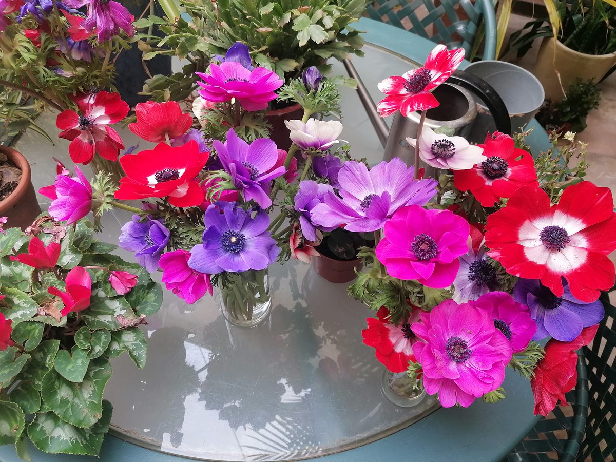 Maria Josep Escrivà tweet media