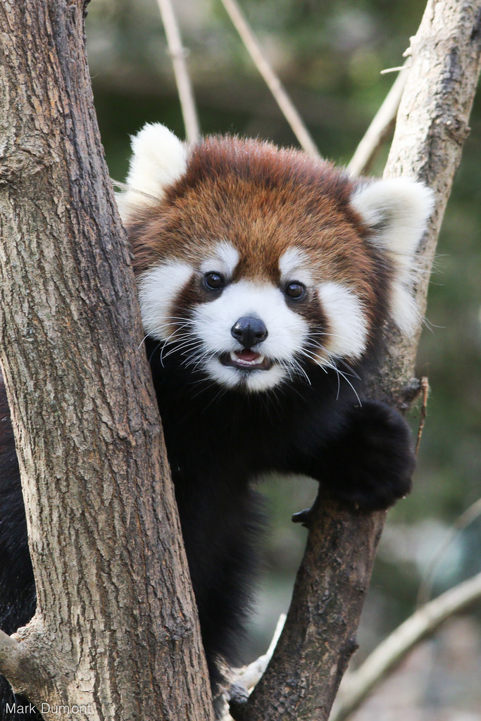 RedPandaEveryHr's tweet photo. https://t.co/DPGHBWMSrV