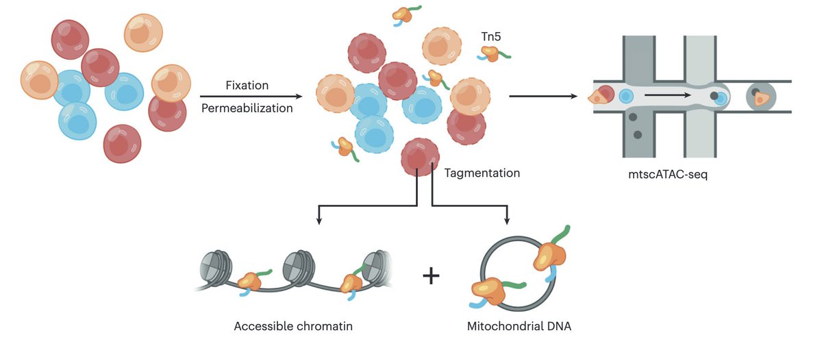 Caleb Lareau (@caleblareau) on Twitter photo Out today in <a href="/NatureProtocols/">Nature Protocols</a>, our detailed writeup on the mitochondrial scATAC-seq assay, spanning everything from the molecular biology to computational analyses. Check out the paper here: rdcu.be/c5HAJ and some highlights in this thread: (1/11) Out today in <a href="/NatureProtocols/">Nature Protocols</a>, our detailed writeup on the mitochondrial scATAC-seq assay, spanning everything from the molecular biology to computational analyses. Check out the paper here: rdcu.be/c5HAJ and some highlights in this thread: (1/11)