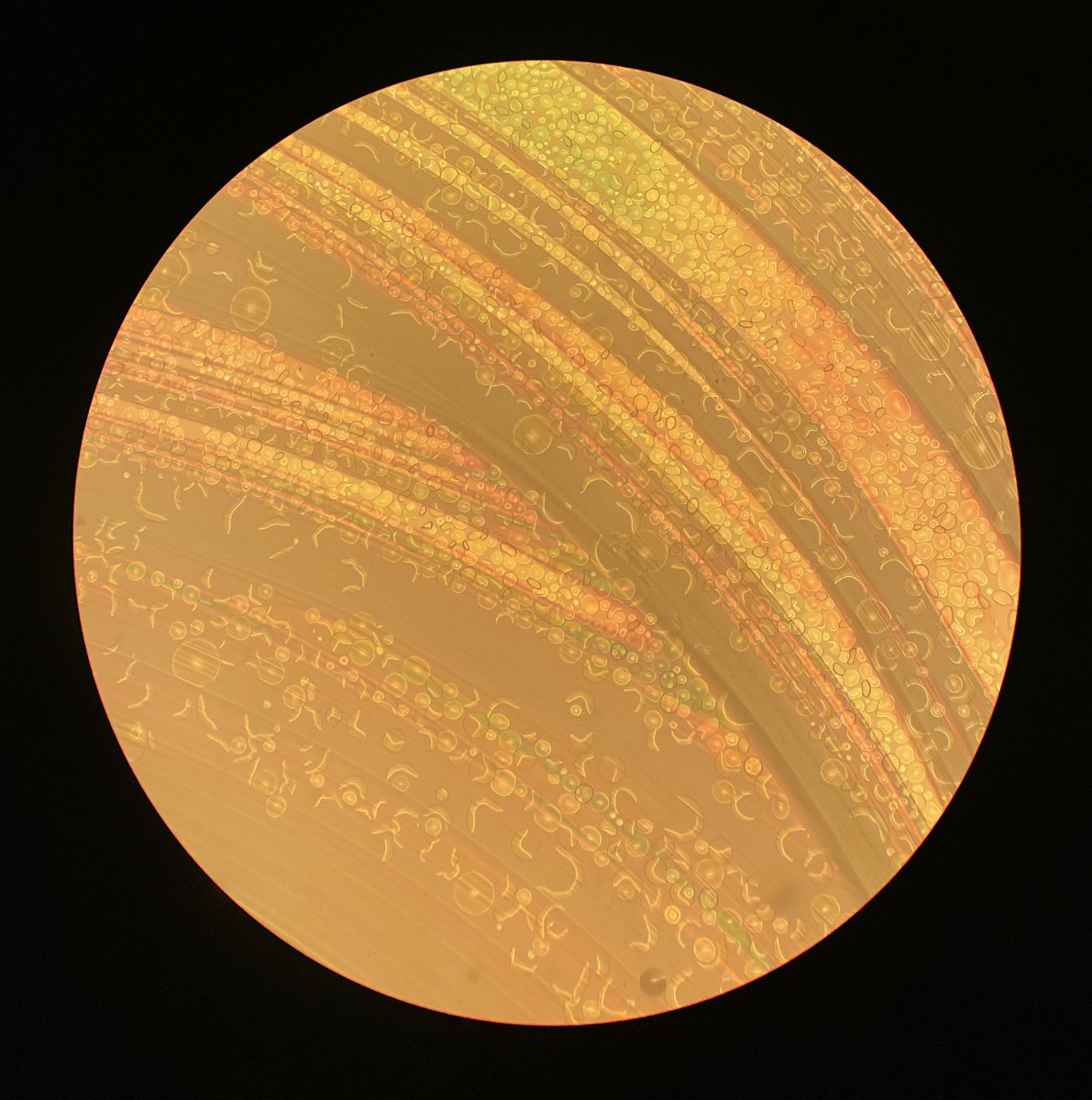 photolithography process shots - az1518 photoresist post UV exposure on top of poly-3-hexylthiophene