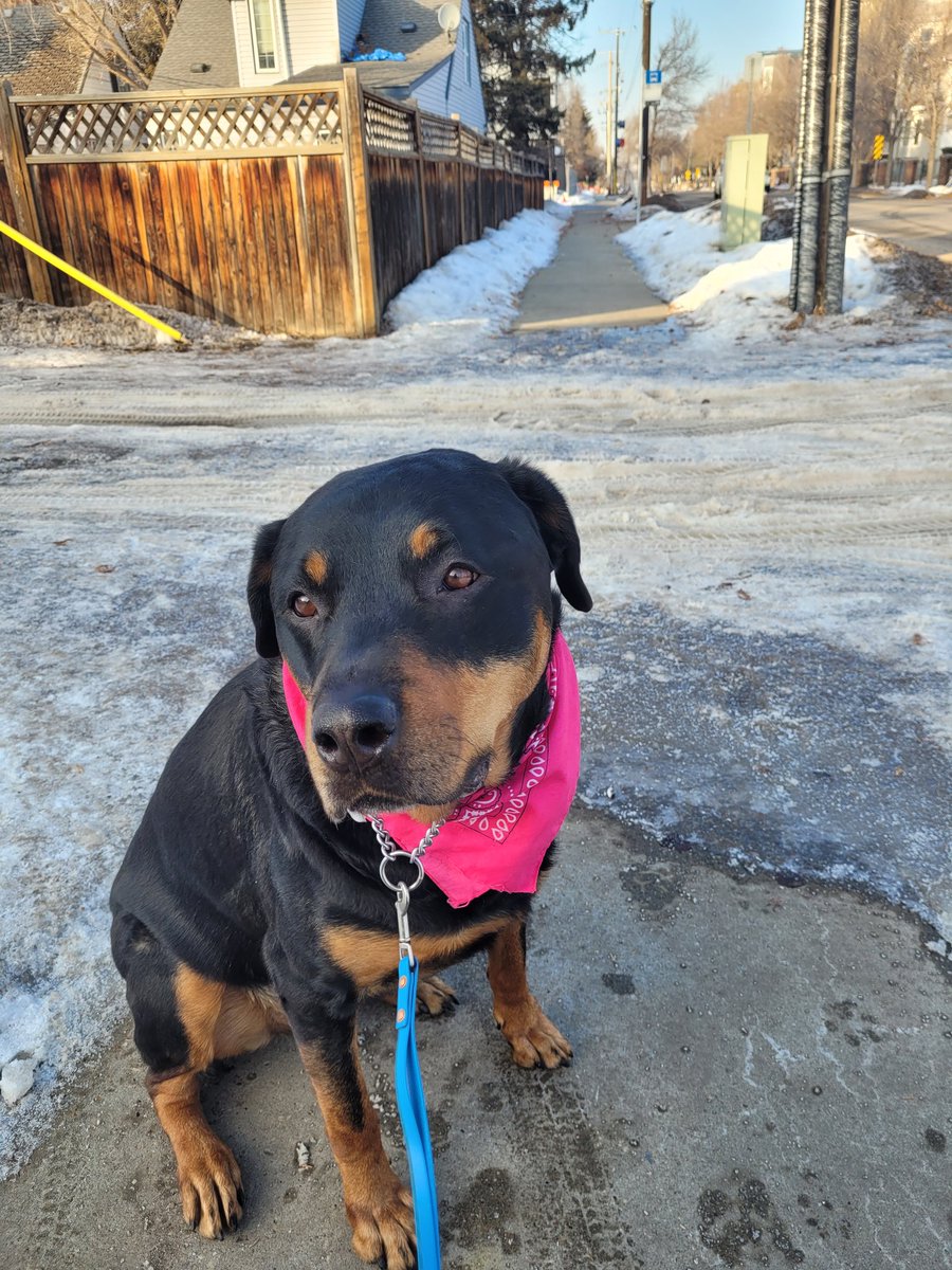 While most of the sidewalks are reasonably clear, these sections where back alleys cross can be completely impassable with a wheelchair or mobility aid. 
Do these get cleared in your city? The City of Edmonton doesn't require anyone to clear them and it creates major barriers.