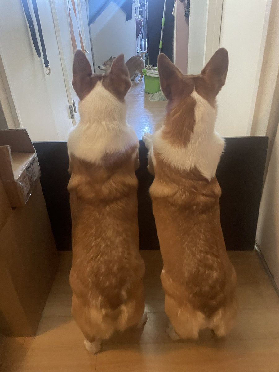 corgimanifested's tweet photo. Brother, why are you on that side? 

#corgi #CorgiCrew #ilovemydog #DogsofTwittter https://t.co/O7g6v5XFBX