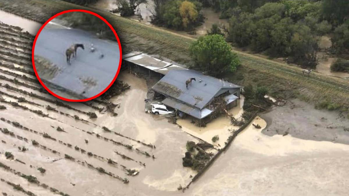 AlanDayAuthor's tweet photo. Whoa! A horse stranded on a roof after flooding. Hope this isn't the new normal! https://t.co/mHAt13F8nO #horse #climate #CycloneGabrielle #NewZealand https://t.co/AbF84XPXox