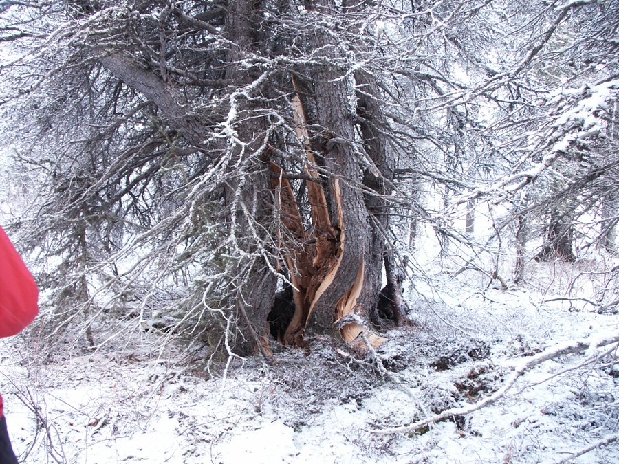 Tree split by 2002 Denali earthquake surface rupture.
