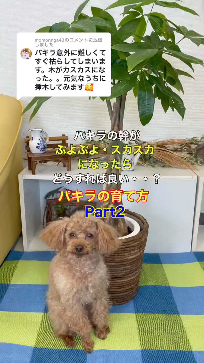 BloomingScape's tweet image. LINE VOOMで「パキラ」の動画をご紹介しております。

★タイトル：「🍀パキラの育て方＋パキラの幹が、ぶよぶよ・スカスカになったら、どうすれば良い？」

【▼LINEで見れる無料動画です。▼】
linevoom.line.me/post/116748964…

#パキラ #ブルーミングスケープ #pachira #育て方 #インテリア #bloomingscape