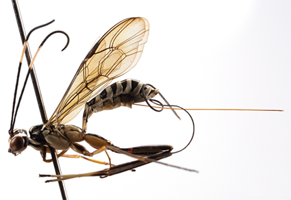 Zootaxa's tweet photo. Filling gaps in the knowledge of the Colombian Darwin wasps (#Hymenoptera: Ichneumonidae): new records, description of unknown males, and taxonomical notes.
https://t.co/BTRD6LXmg0
#Taxonomy https://t.co/TuqyzlOzEx