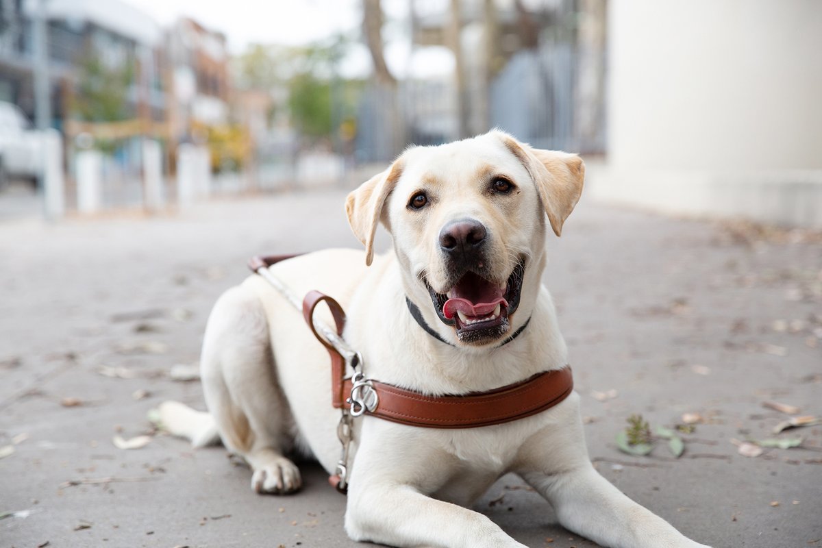 🦮#GuideDogsAustralia wants to hear from people with #lowvision or #blindness – could you or someone you know help❓

Survey open to all Australians with low vision or blindness over the age of 18, whether a #GuideDogs Client or not until 𝗠𝗮𝗿𝗰𝗵 𝟭𝟵.

australiandoglover.com/2023/02/have-y…