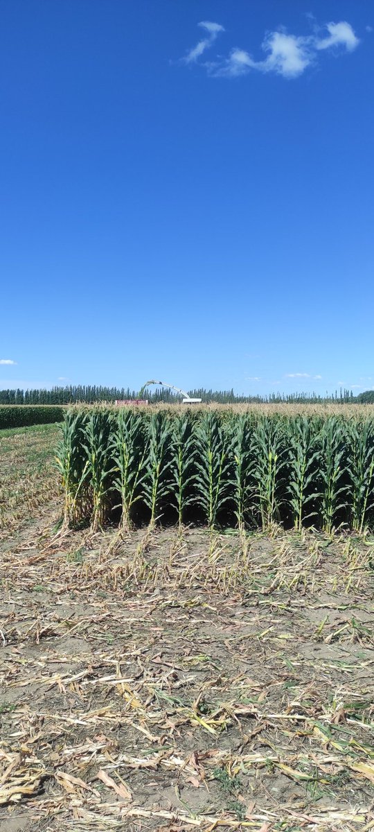 FRAP221's tweet photo. Picado 2023 #Maiz #corn #Patagonia #riego.. https://t.co/1E5sRQQCmT