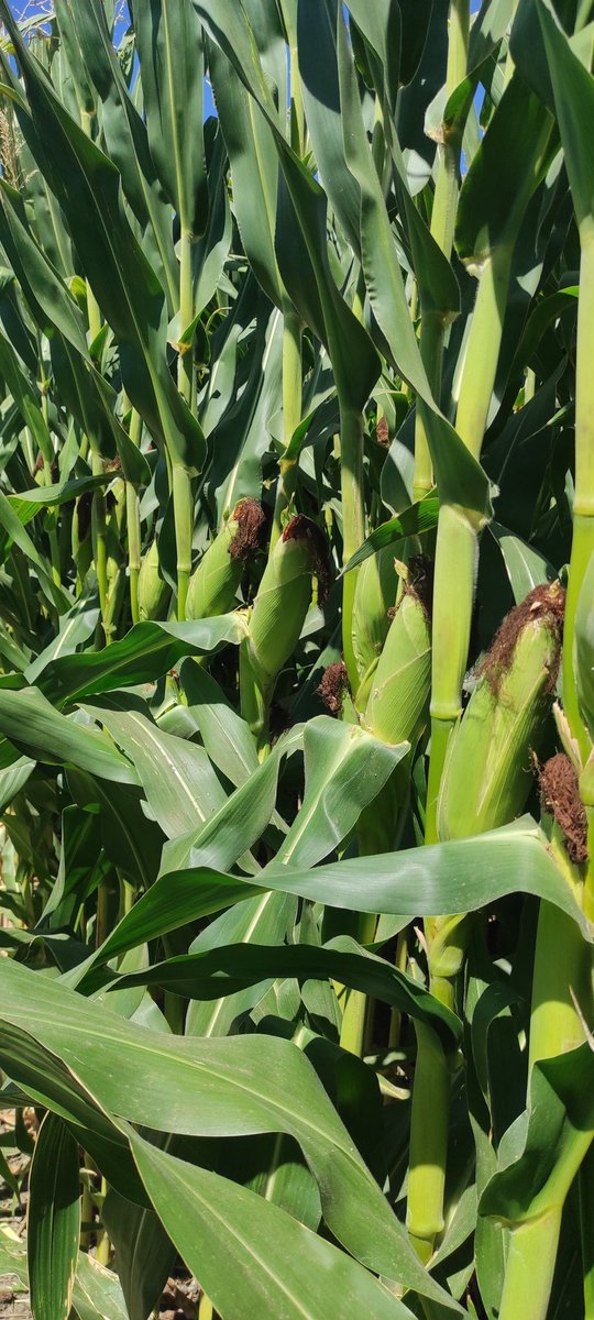 FRAP221's tweet photo. Picado 2023 #Maiz #corn #Patagonia #riego.. https://t.co/1E5sRQQCmT
