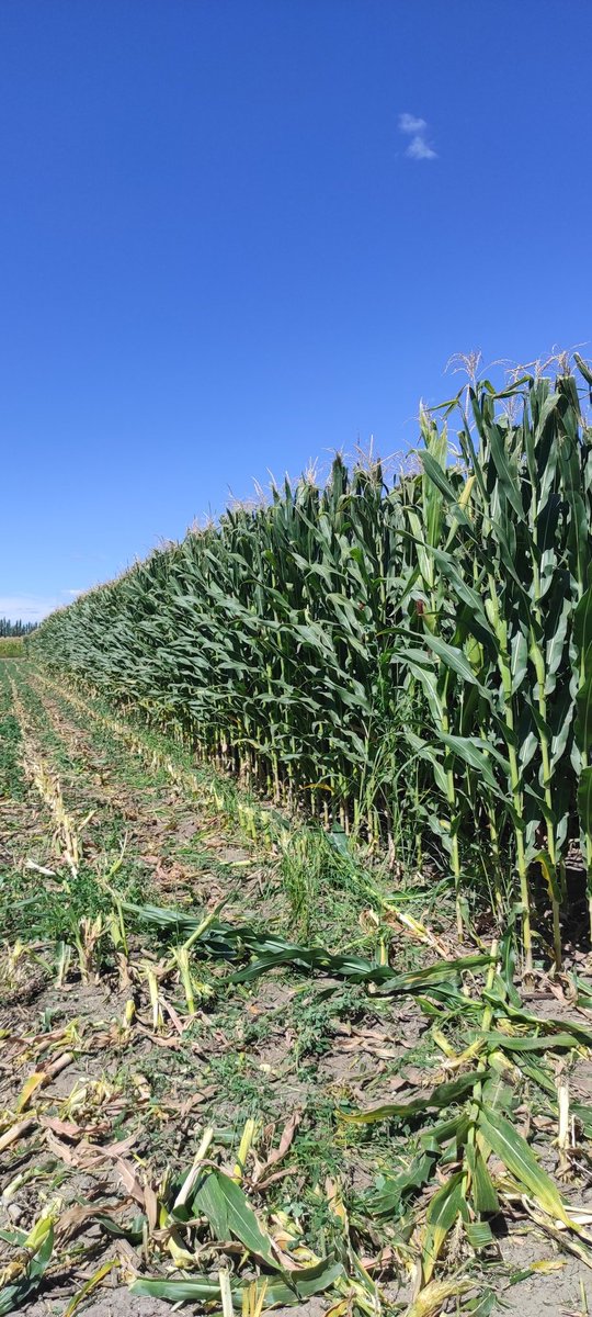 FRAP221's tweet photo. Picado 2023 #Maiz #corn #Patagonia #riego.. https://t.co/1E5sRQQCmT