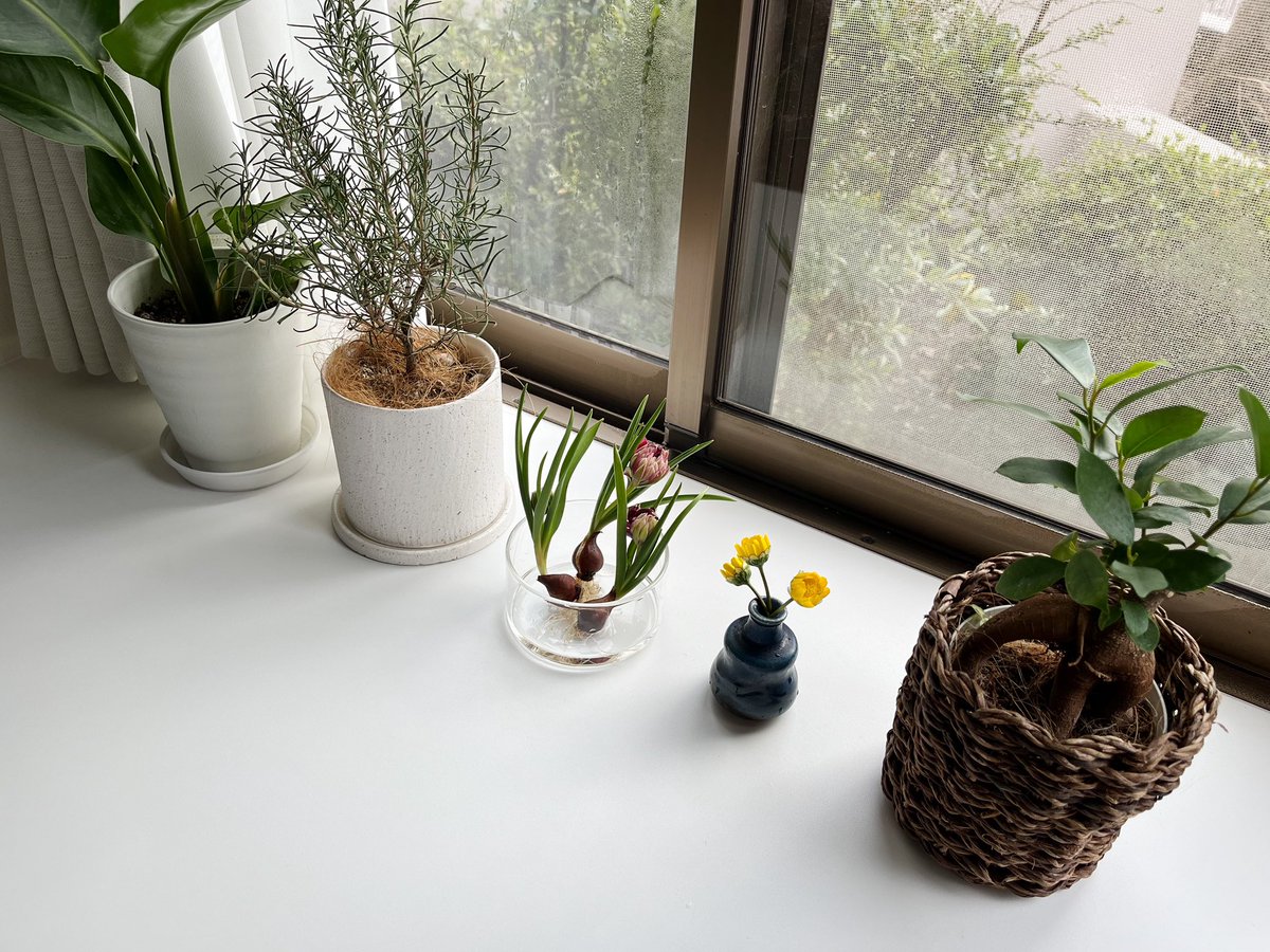 「「小さい春の庭」という名付けにきゅんときて買った花瓶付きのミニチューリップがかわ」|unoのイラスト