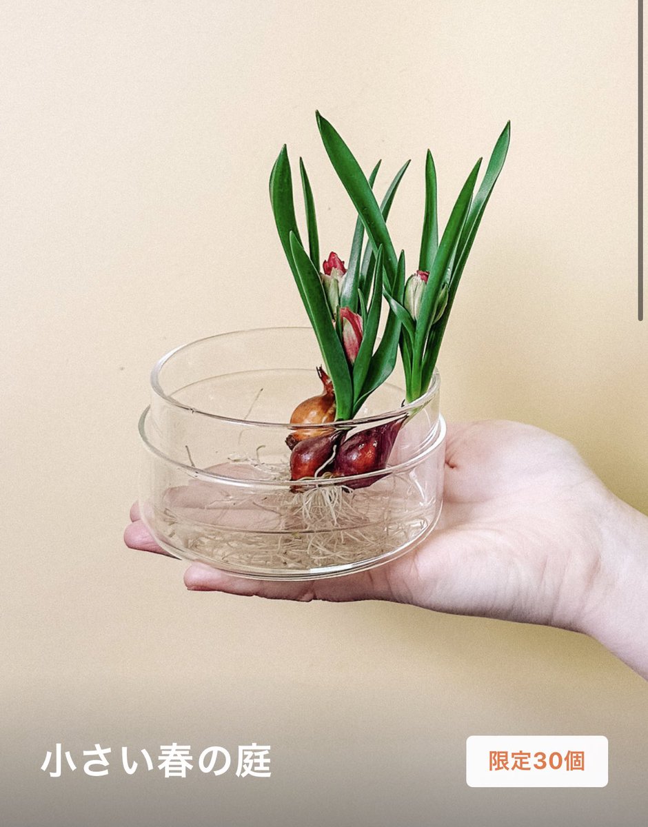 「「小さい春の庭」という名付けにきゅんときて買った花瓶付きのミニチューリップがかわ」|unoのイラスト