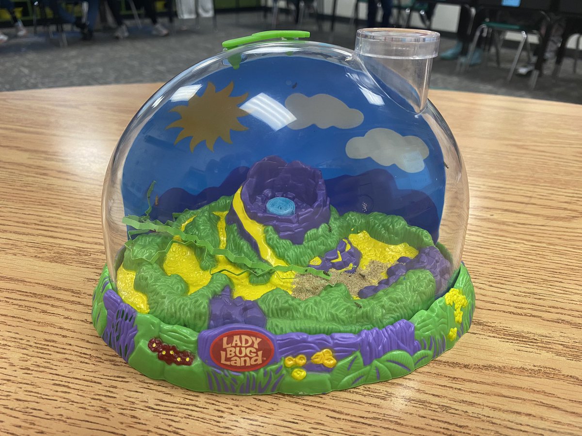Hatching Ladybugs in 3rd grade. Can’t wait to watch them grow and change. #FISDMadetoShine <a href="/CorbellElem/">Corbell Elementary</a>