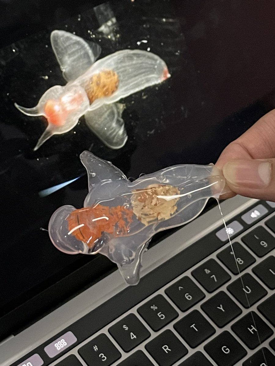 3D mollusks Activity!!!  I think this Pteropod is looking pretty authentic.  <a href="/KendraHenke/">Dr. Kendra Henke</a> <a href="/McCollomScience/">Julia McCollom</a> <a href="/McKinneyNorthHS/">McKinney North HS</a>