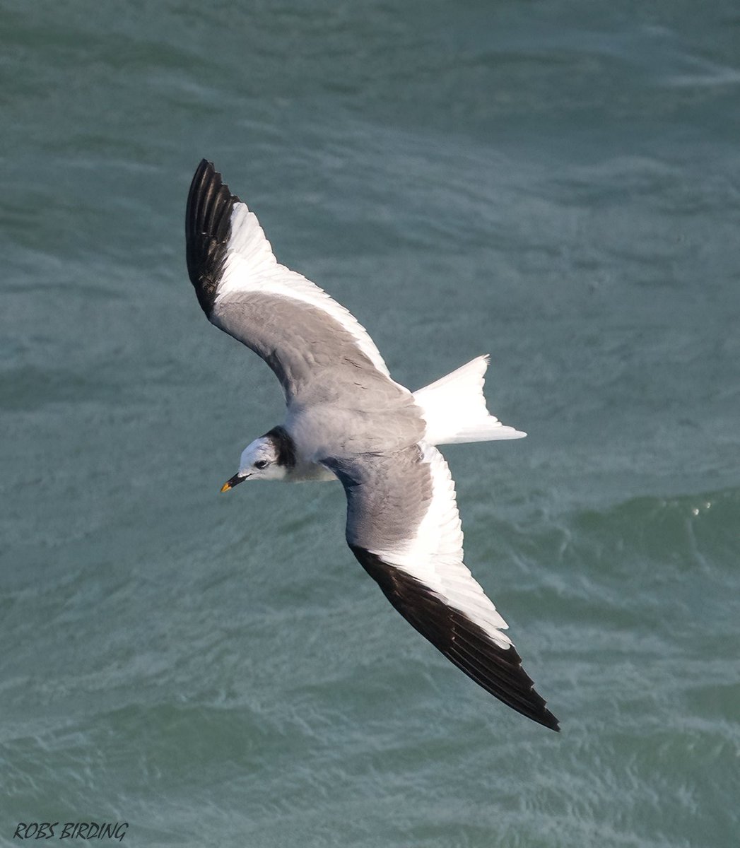 Sabine's gull (Xema sabini) 15-02-23 @ Europa Point (Gibraltar) #Gibraltar #BirdsSeenIn2023 @gonhsgib @BirdingRasta #birdwatching @GibraltarBirds @_BTO @ThinkingGreenGI @Natures_Voice @GibMarine @NautilusGib #TwitterNatureCommunity