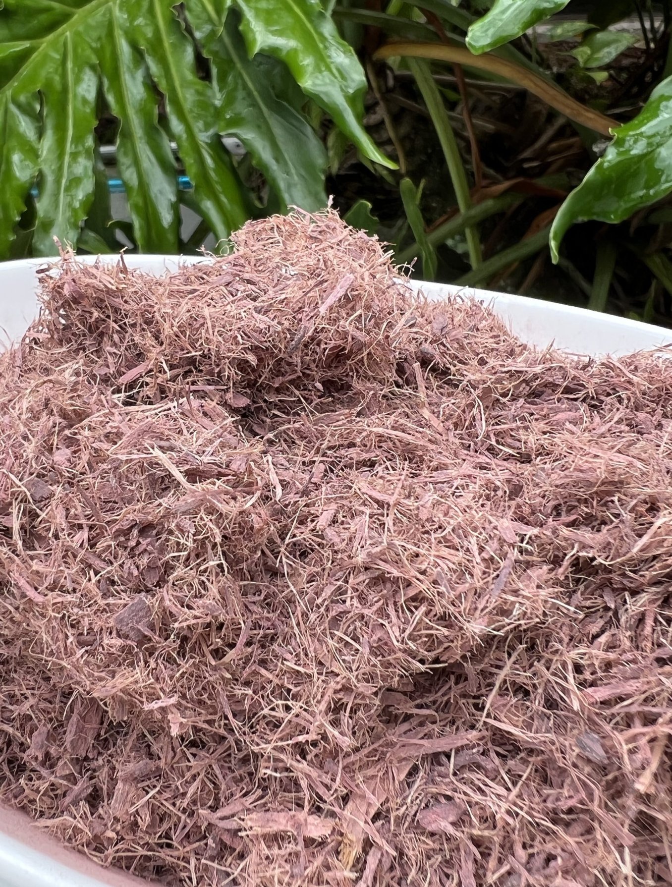 Mimosa Root Shop / Twitter