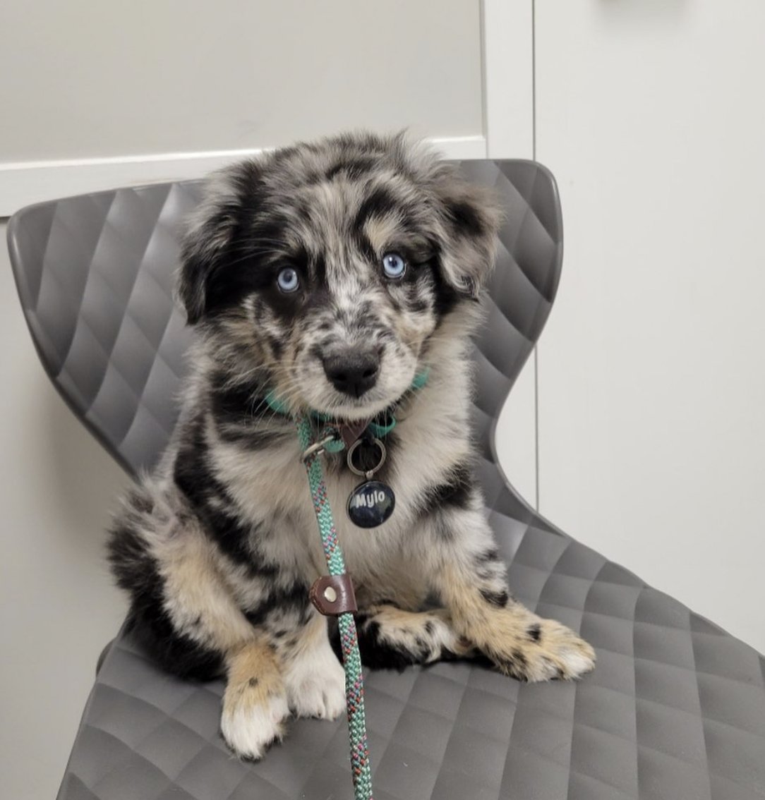 officialgooddog's tweet photo. Mylo, Australian Shepherd, 📍St. Petersberg, FL •
"He is such a love muffin and is adapting so quick, finding his way around to all the toys, and potty training is going SO good. He’s such a smart boy!"
#gooddogdogs https://t.co/KloUtJ9EcE