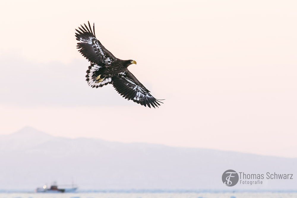 Two different fishers ... one on the boat and one in the air...

#seeadler #whitetailedeagle #greifvogel #Haliaeetus  #japan #hokkaido #photography  #wildlife #wildlifephotography #canon #canonphotography #canoneos7dmark2 #animals #animalphotography #photography #canon7dmk2