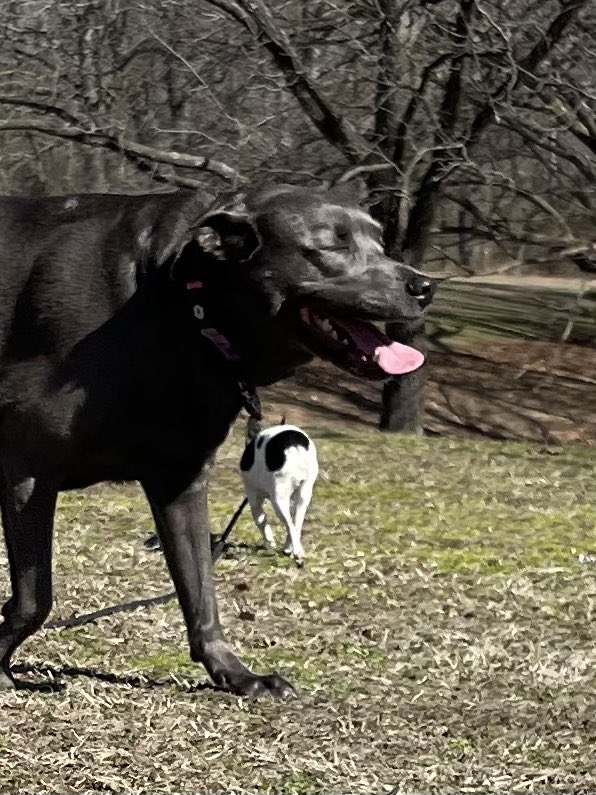 petsitco's tweet image. More than satisfied. Bliss☀️🐾❤️ #silverlab #rescuedog #dogplay #petsitter #petsitting #bentonvillearkansas #nwa #petsitco