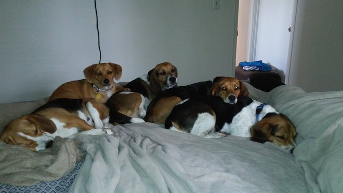 My babies❤️❤️ Roxy, Socks, Chester, Penny, &amp; Buddy ❣️ https://t.co/V0wuyNsxeV