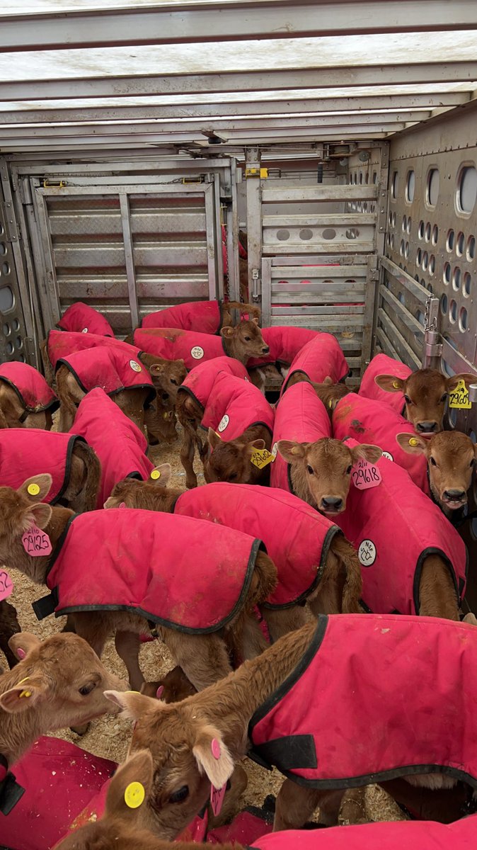 Oh rough day ?  These little babies are wearing pink jackets.