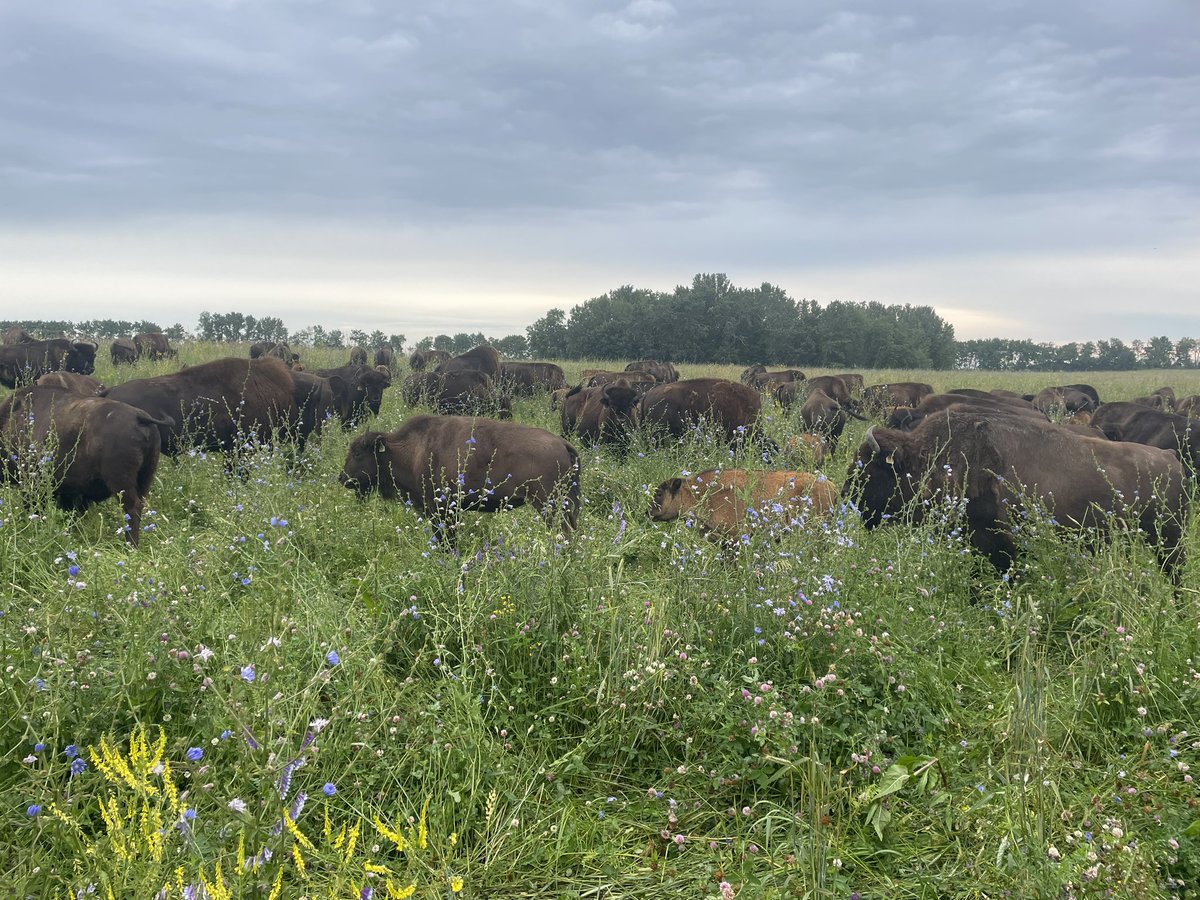 Avery Shepherd tweet media