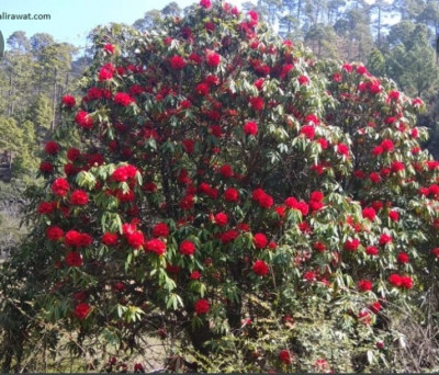 voice_4uk's tweet photo. #Burans or (Rhododendron) is a tree with beautiful #flowers. The Burans tree is the state tree of #Uttarakhand, and the Burans flower has been declared the national flower in #Nepal. Nowadays, the hills are filled with the bright #flowers of Burans blooming on the high #hills. https://t.co/TN21YzAqiU