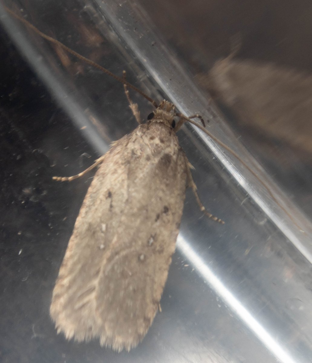 entomolojosh's tweet photo. @DrJohnReade @HarperAdamsUni Happy to say that my outing to Caynton Gorse this evening resulted in me netting 5 #moths! Somehow I'm better with a #butterflynet at night than I am in the day. I caught 2 #commonflatbody (#Agonopterixheracliana) and 3 #dottedborder (#Agriopismarginaria) (1 photo not uploaded) https://t.co/PhcOCY5xz9