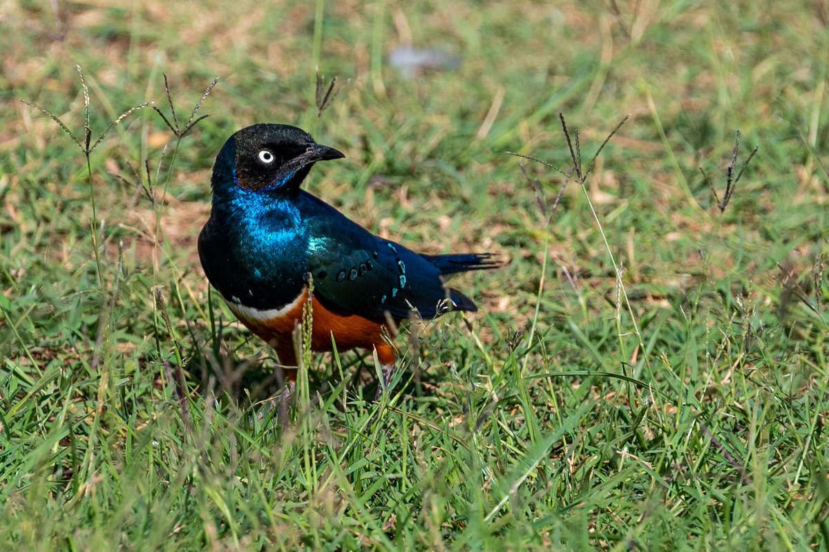 EarlyTrails's tweet photo. Superb Sterling #BirdsOfTwitter #Travel #africansafari #birdwatchers. https://t.co/7JO95RABGY
