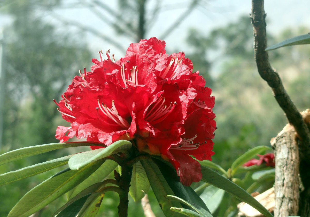 voice_4uk's tweet photo. #Burans or (Rhododendron) is a tree with beautiful #flowers. The Burans tree is the state tree of #Uttarakhand, and the Burans flower has been declared the national flower in #Nepal. Nowadays, the hills are filled with the bright #flowers of Burans blooming on the high #hills. https://t.co/TN21YzAqiU