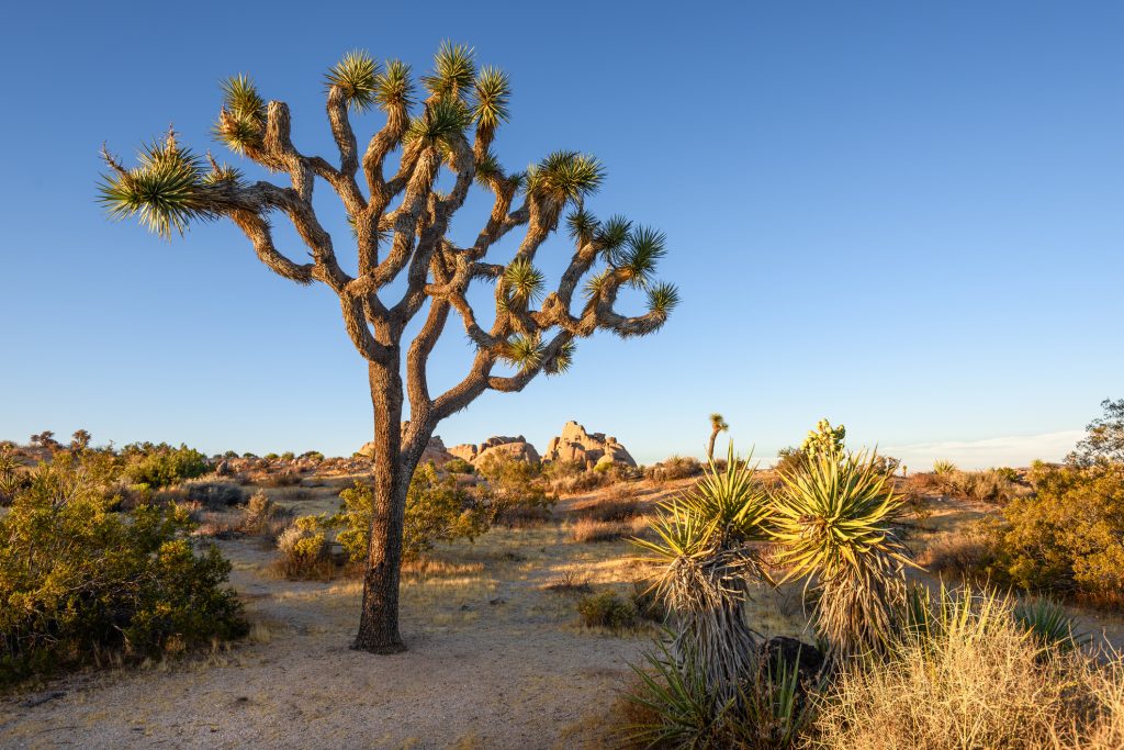 The CDFW meeting to update the listing status of the western Joshua Tree delayed voting on the issue after the introduction of the Western Joshua Tree Conservation Act. 

Read key takeaways from this ruling and how our Biology team ensures ESA compliance: bit.ly/3I0nBM5