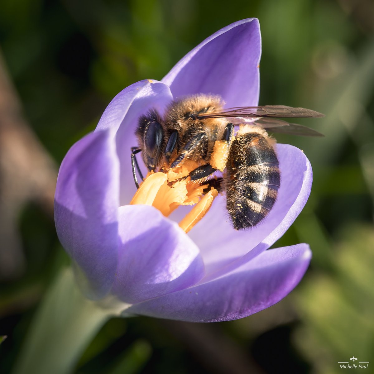 Spring has arrived! Had a super day in the sun… so did this honey bee, collecting pollen from the spring crocuses 🌸 

#TwitterNatureCommunity #TwitterNaturePhotography #spring #crocus #flowers #bees #purple #lovebees #SpringIsInTheAir