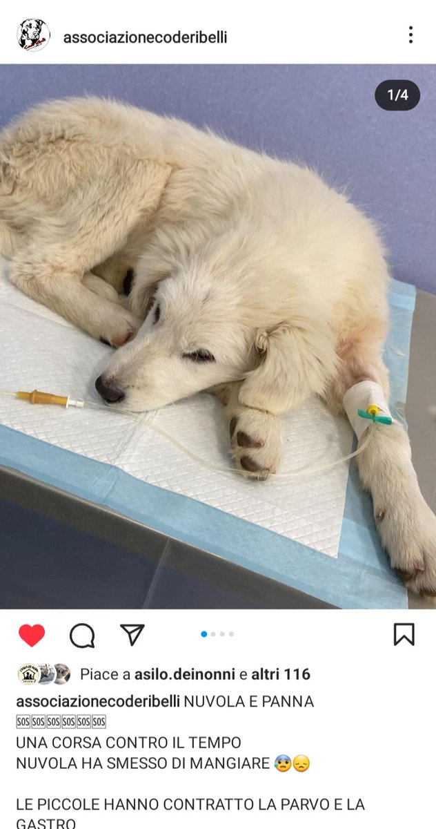 melisia-on-twitter-rt-zampa-qua-straurgentissimo-wirja-342863