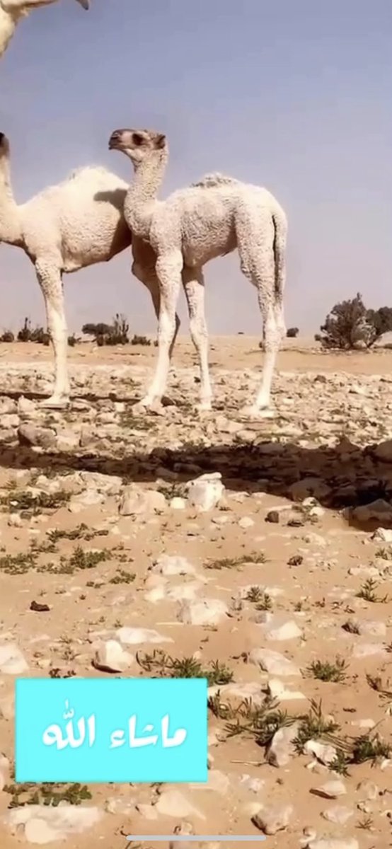 lilililmlililil's tweet photo. #نشاد ..
عن القعود والبكره ..
:
راي كلهن موجهات وطيبات .. https://t.co/sNKdBPKxQb