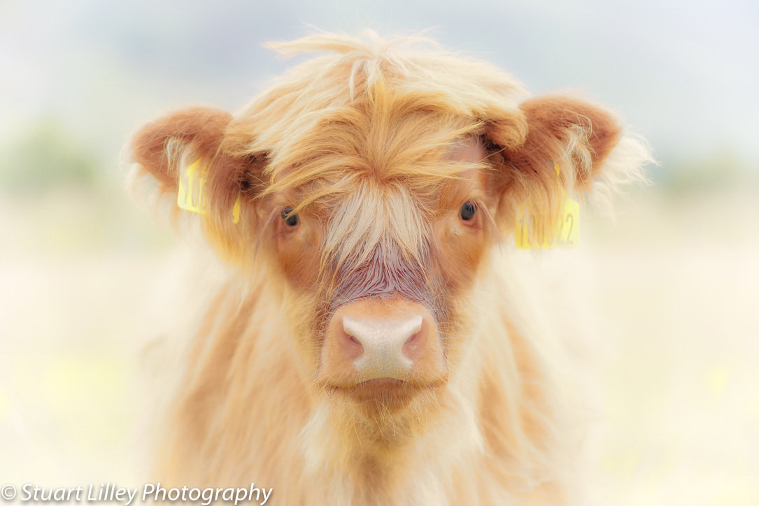 StuartLilleyPh1's tweet photo. Anyone like baby coo photo #coo #coos #stuartlilleyphotography #babycoo #babycoos #scotland #photography #photo @ThePhotoHour #cow #cows https://t.co/ZOgJZiBMwB