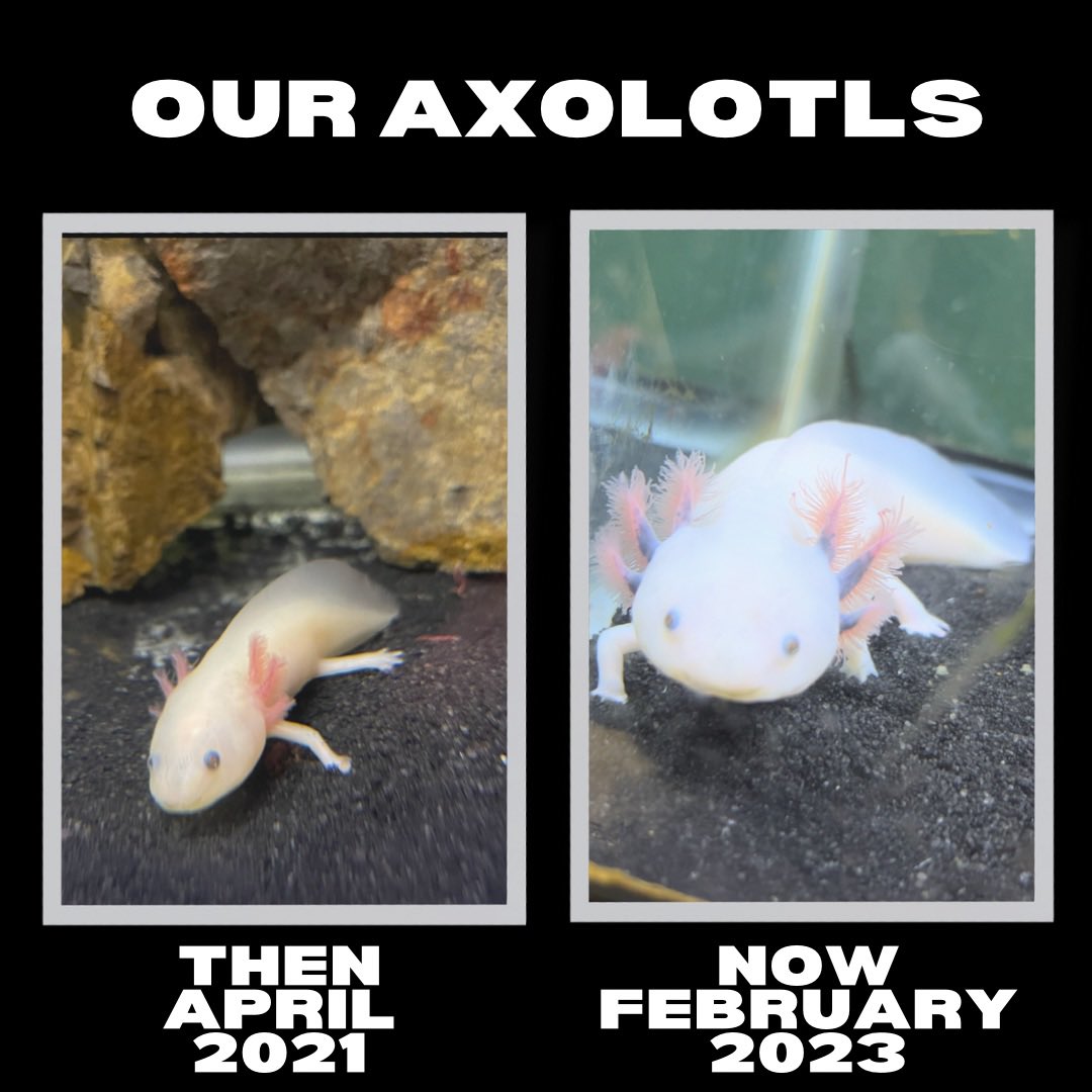 #axolotls