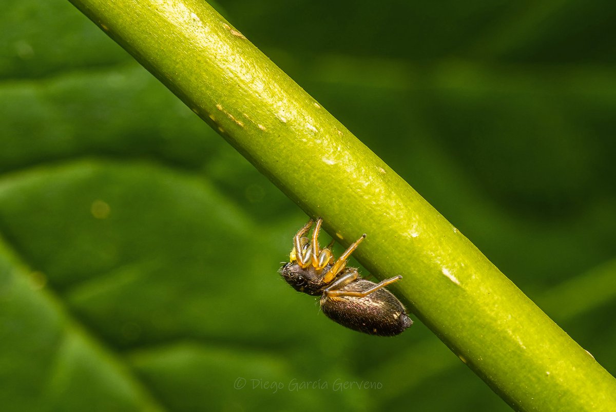 dgerveno's tweet photo. Jumping spider, araña saltarina
(Salticidae)
#arachnida #araña #salticido #spider #jumpingspider #salticidae #macro #macrophoto #macrophotography #closeup #nature #naturephotography #naturaleza #entomologia #entomology https://t.co/y9di1za6eD