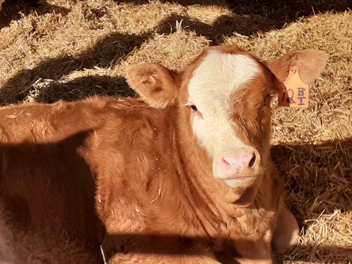 Perth County Beef Farmers tweet media